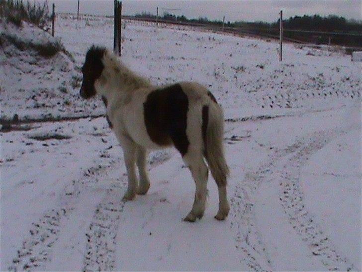 Anden særlig race Shy Boy Remix *SOLGT* - "uhhh... hvad er det der ovre?" " vi ses senere læg en bedømmelse og en sød kommentar billede 14