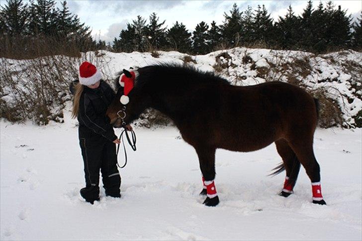 Islænder Björk fra Juelsgård billede 15