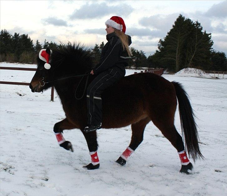 Islænder Björk fra Juelsgård billede 16
