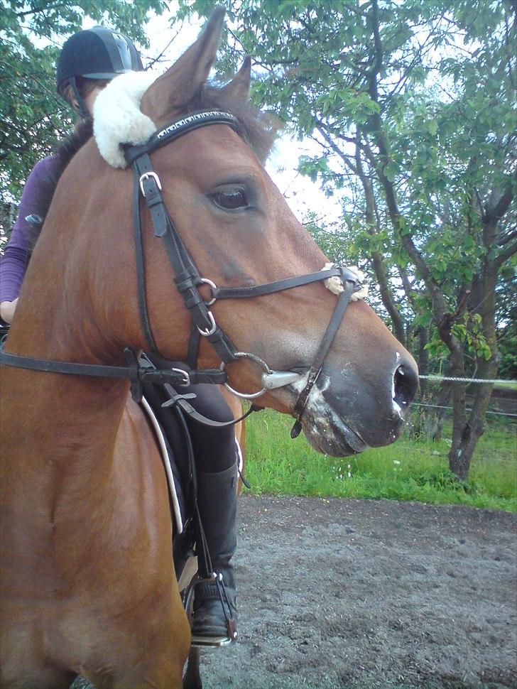 Anden særlig race Prins Kashmir • passer:-* billede 2