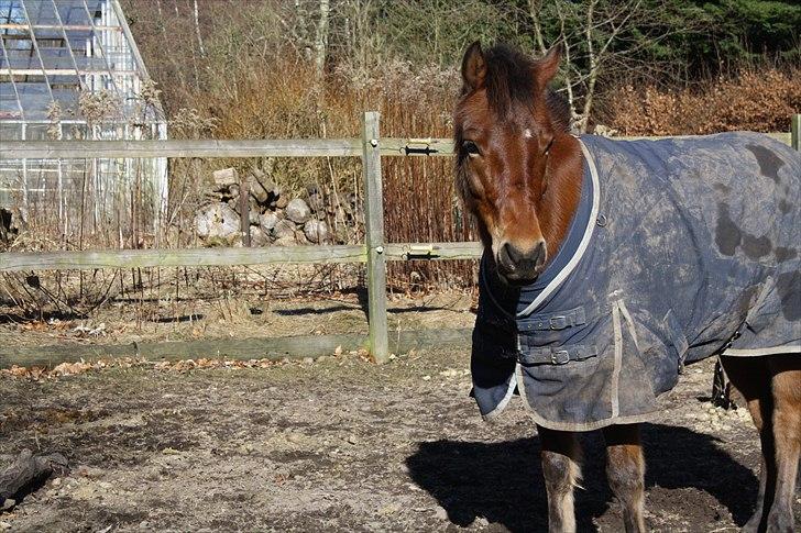 Anden særlig race Prins Kashmir • passer:-* - hej flotte :-)) billede 3