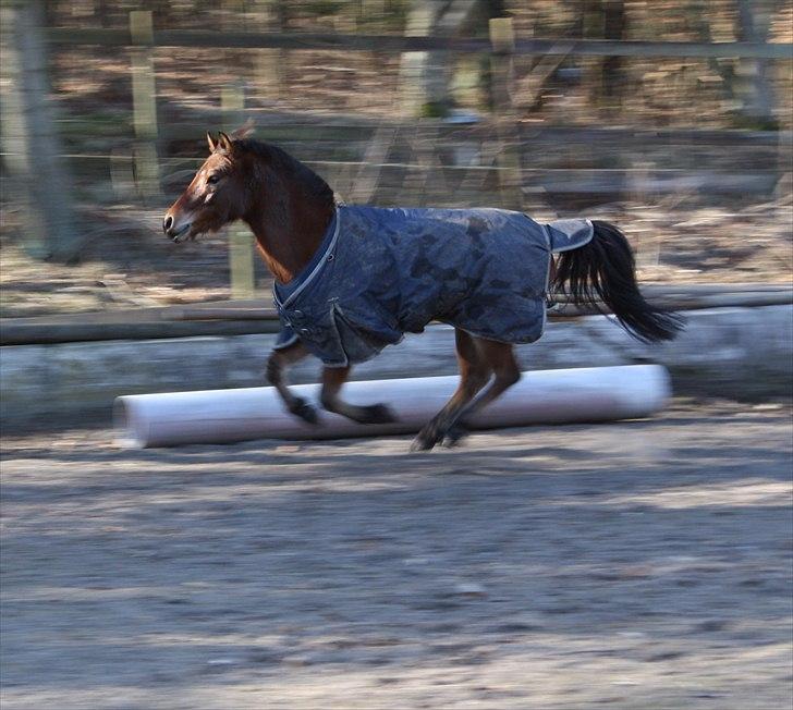 Anden særlig race Prins Kashmir • passer:-* - når Kashmir fyrer den maks af! billede 4