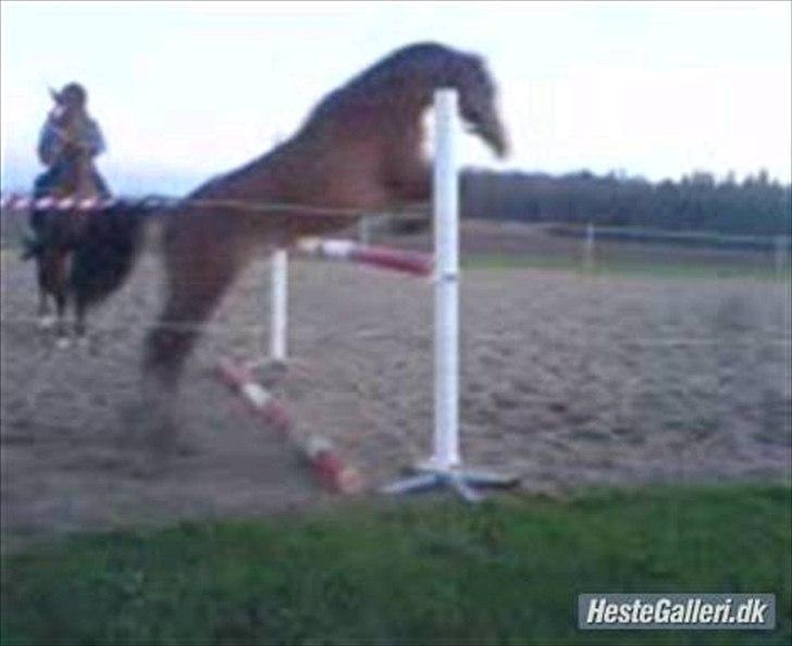 Anden særlig race Prins Kashmir • passer:-* - Bassen løsspringer hos tidligere ejer<33 (110 cm) billede 6