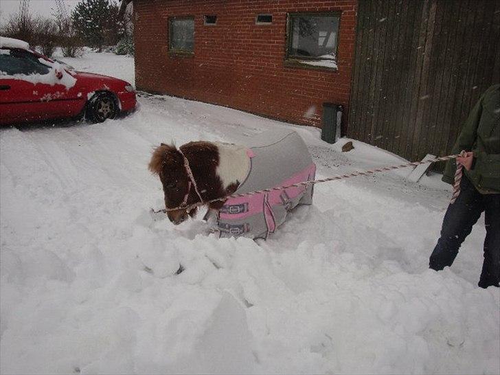 Shetlænder Thorsvang´s Tut - du ville ikke gå der hvor der ikke er så meget sne det er sjover og komme op og lege på i de stor sne bunker

Foto. Mig billede 11