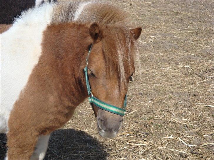 Shetlænder Thorsvang´s Tut - smukke pigens lille hovede

Foto. Mig billede 13