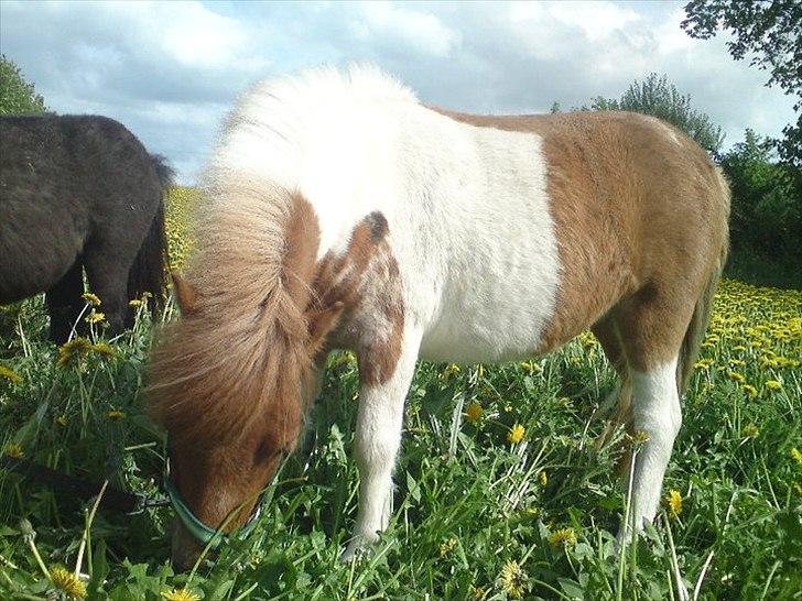 Shetlænder Thorsvang´s Tut - tut på en stor græs mart

Foto. Maia billede 14