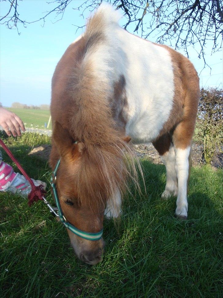 Shetlænder Thorsvang´s Tut - tut æder igen igen

Foto. Mig billede 15