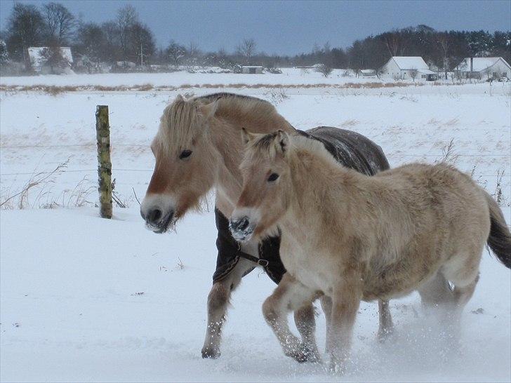 Fjordhest NAROBI billede 8
