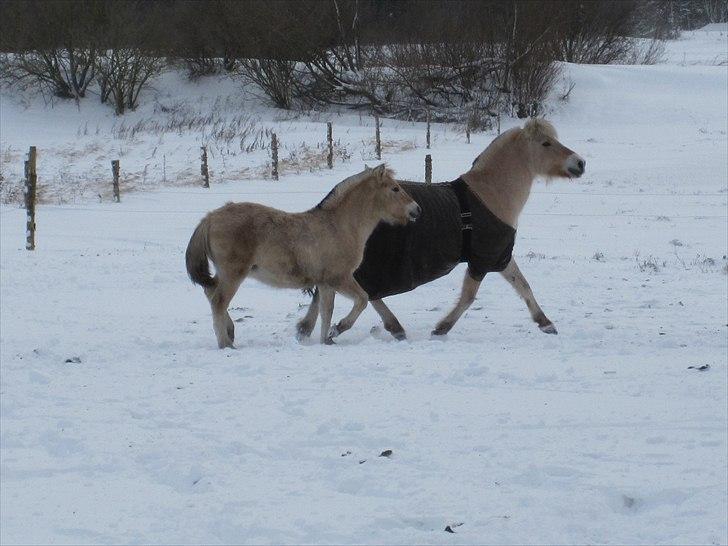 Fjordhest Jydegårdens Luna billede 20
