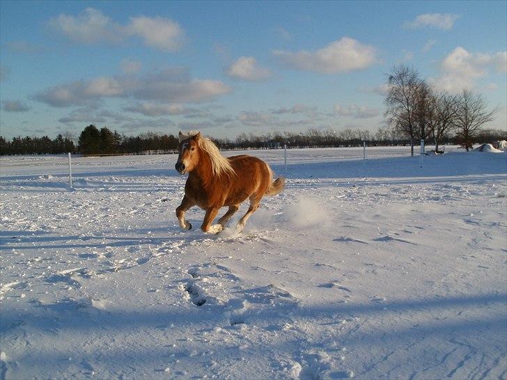 Haflinger Hafferlaffen  billede 15
