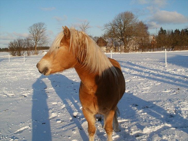 Haflinger Hafferlaffen  billede 16