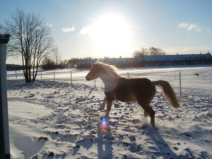 Haflinger Hafferlaffen  billede 17