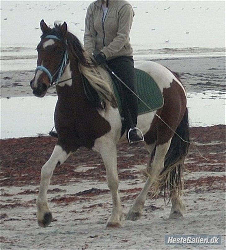 Anden særlig race Tinka - undskyld logoet. havde slettet billedet fra min com. billede 6