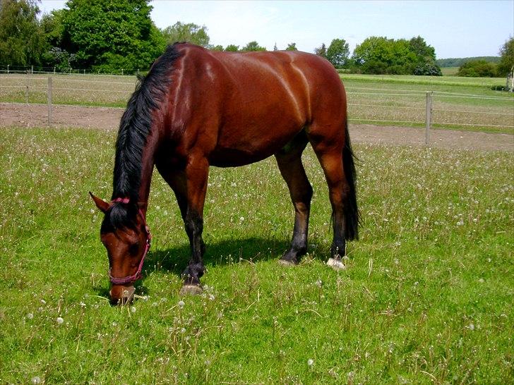 Oldenborg Achilles Weise billede 1
