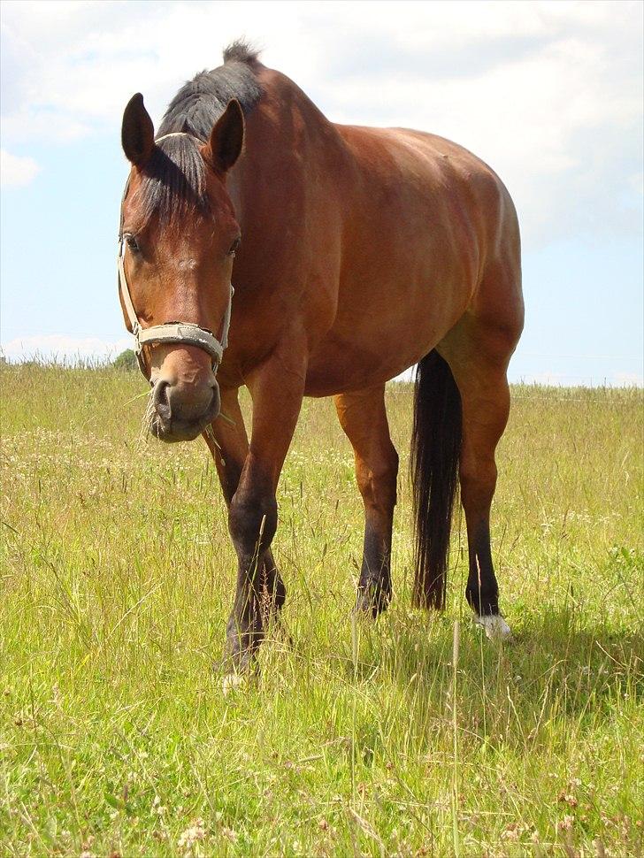 Oldenborg Achilles Weise billede 2