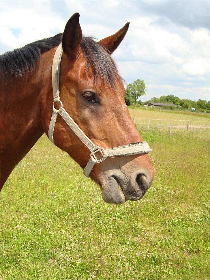 Oldenborg Achilles Weise billede 3