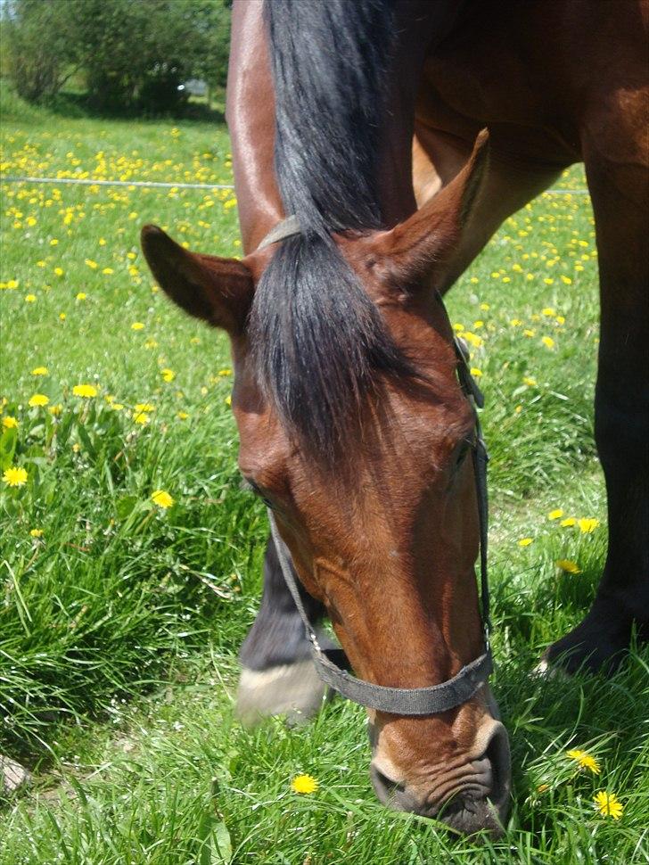 Oldenborg Achilles Weise billede 5