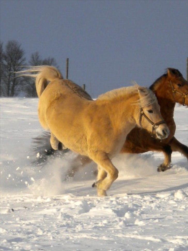Anden særlig race Mulle - JUBIII billede 18