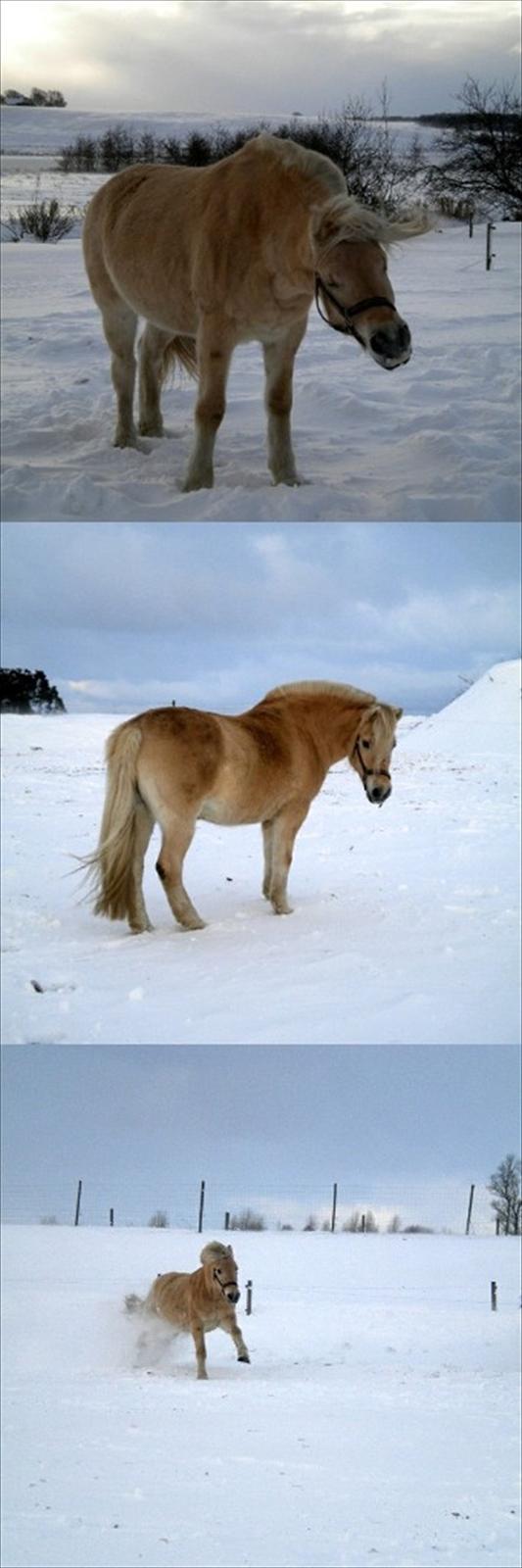 Anden særlig race Mulle - SNE den 29 nov 2010:D billede 19