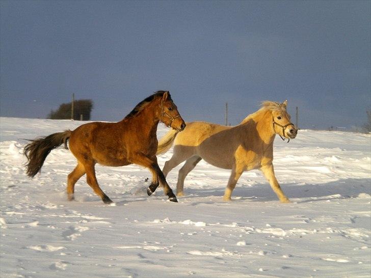 Anden særlig race Mulle - Mor og datter på fold ;D  billede 20