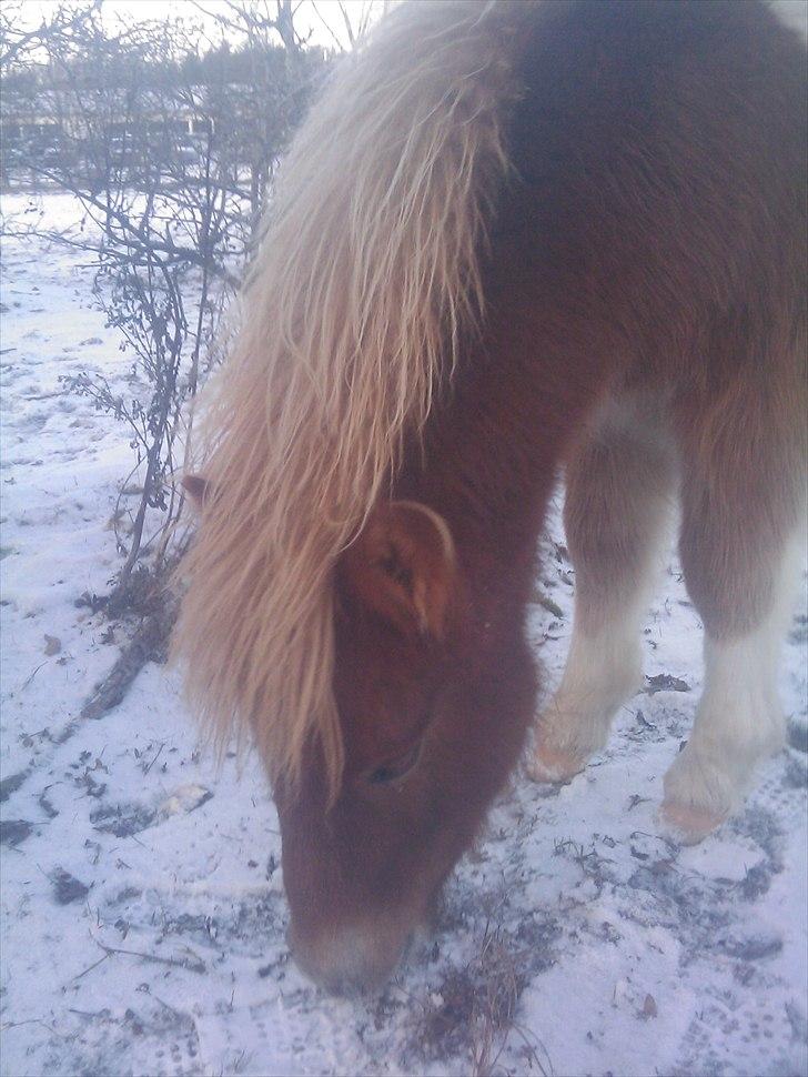 Shetlænder Dalbo´s Lukas billede 7