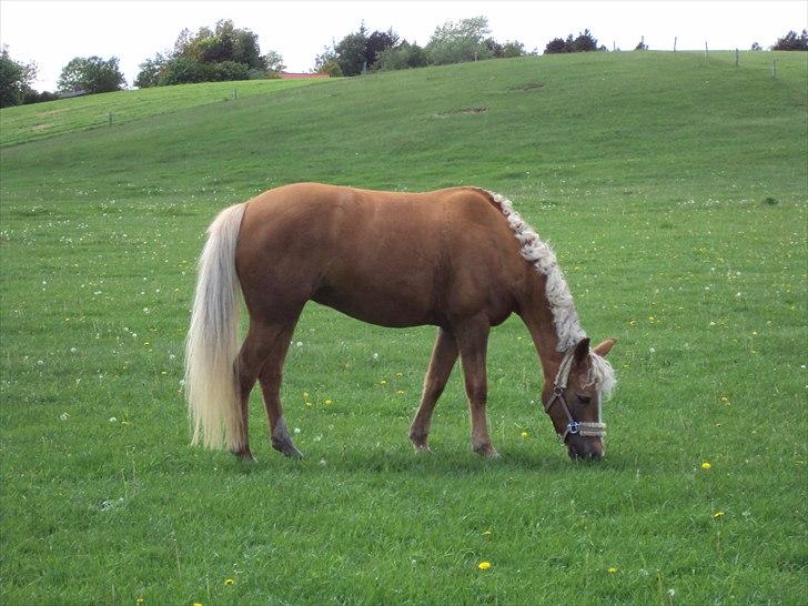 Anden særlig race Mitzi - Solgt - Min smukke pony (: billede 11
