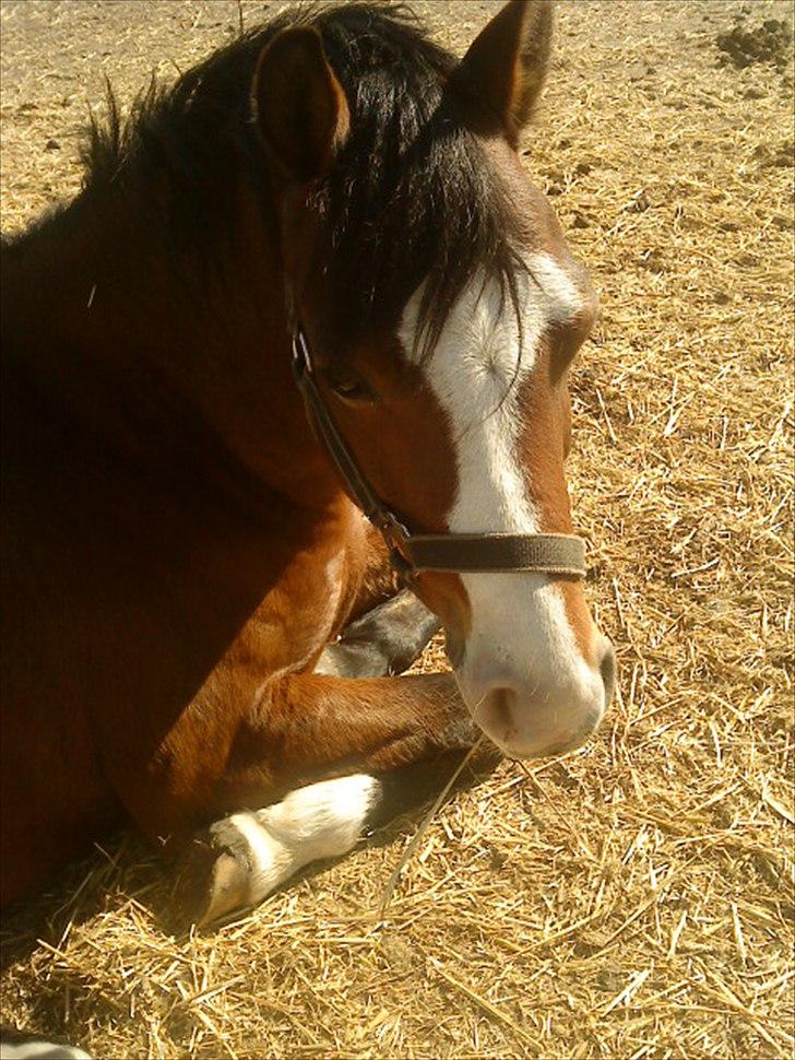 Welsh Pony (sec B) Rakt`s Britney solgt - Hygge på sommerfold billede 1