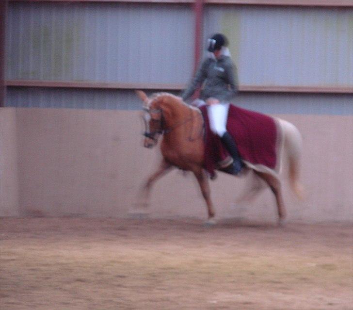 Anden særlig race Mitzi - Solgt billede 12