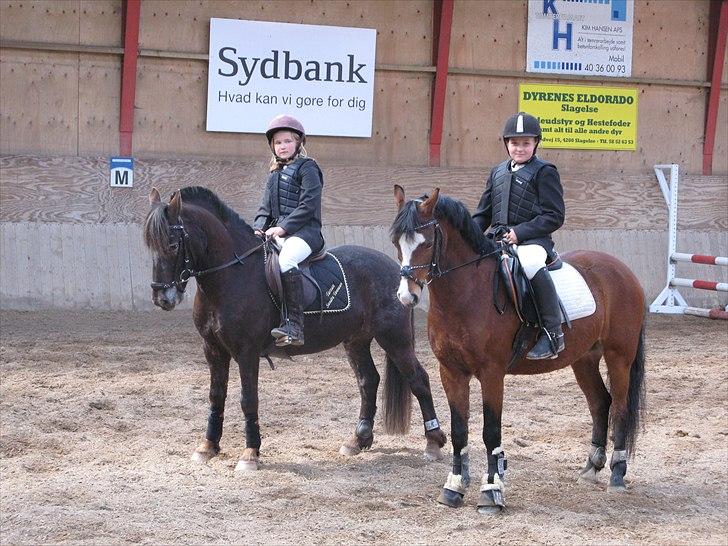 Welsh Pony (sec B) Rakt`s Britney solgt - Spring stævne i slagelse LB billede 3