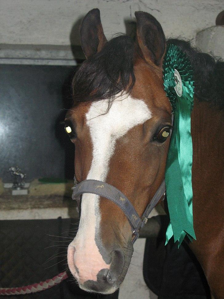 Welsh Pony (sec B) Rakt`s Britney solgt - fik en 4 plads til klubmesterskabet i LB spring i OHR billede 4