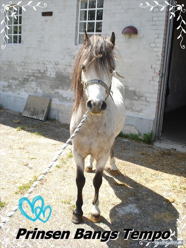 Welsh Pony (sec B) Bangs Tempo *SOLGT* billede 16