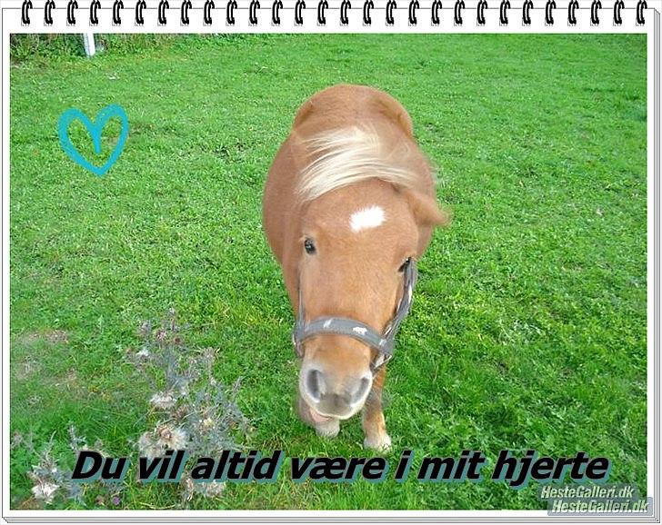 Anden særlig race Hubert *RIP* billede 16