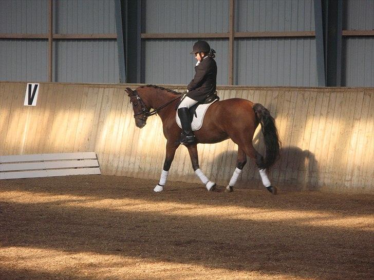 Welsh Pony (sec B) Rakt`s Britney solgt - dressurstævne i hashøj billede 5