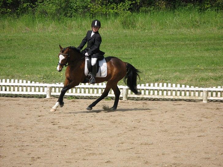 Welsh Pony (sec B) Rakt`s Britney solgt - dressur stævne i ohr billede 6