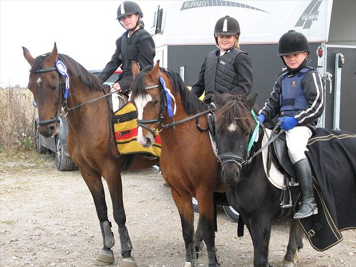 Welsh Pony (sec B) Rakt`s Britney solgt - springstævne i himmelev med mine søskende billede 7