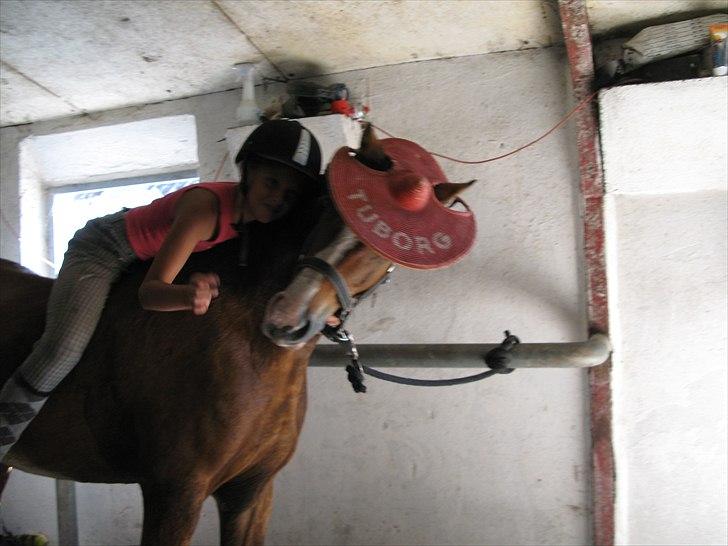 Welsh Pony (sec B) Rakt`s Britney solgt - hygge i stalden billede 8