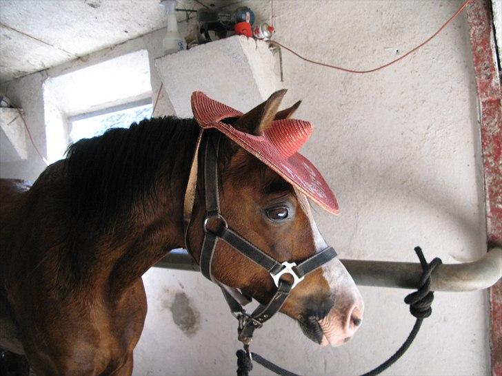 Welsh Pony (sec B) Rakt`s Britney solgt - hygge i stalden billede 9