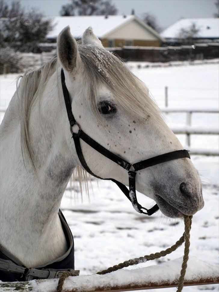 Lipizzaner Amadeus ("part") billede 12