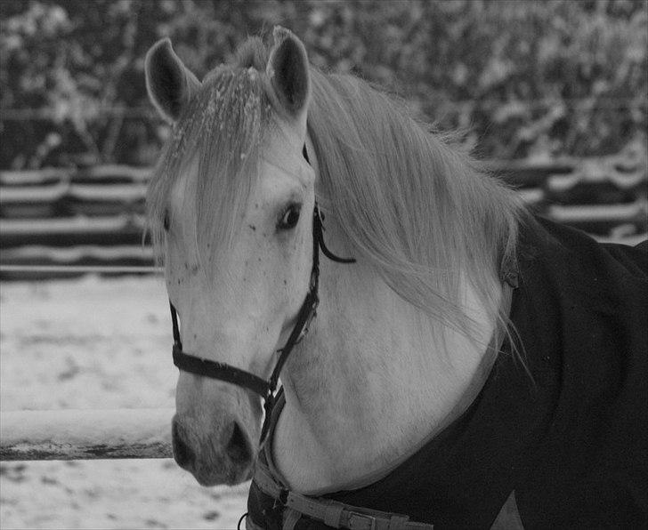 Lipizzaner Amadeus ("part") billede 13