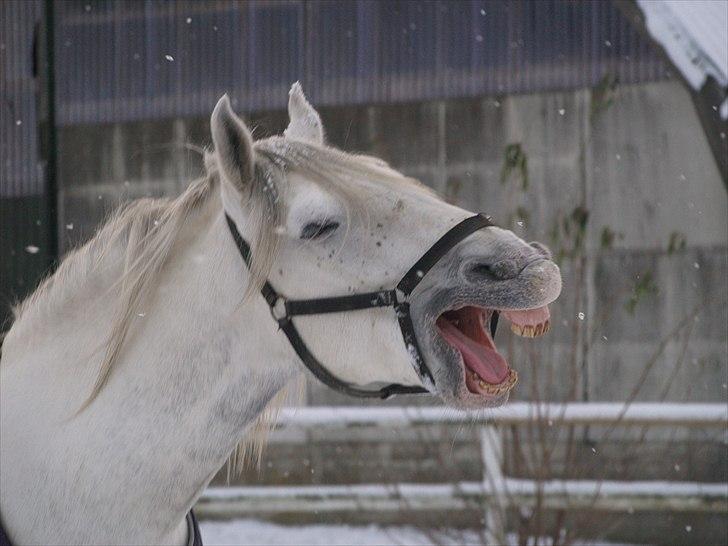 Lipizzaner Amadeus ("part") billede 14