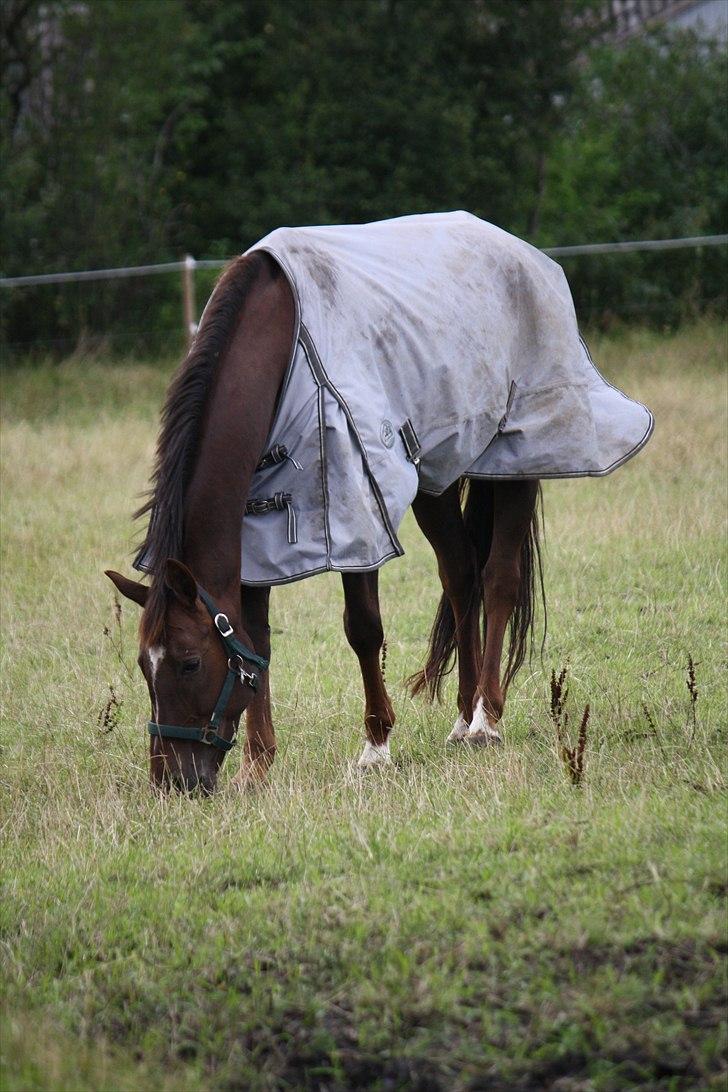 Oldenborg Egelund Nova - Fotograf: Hanne Pedersen (: billede 6