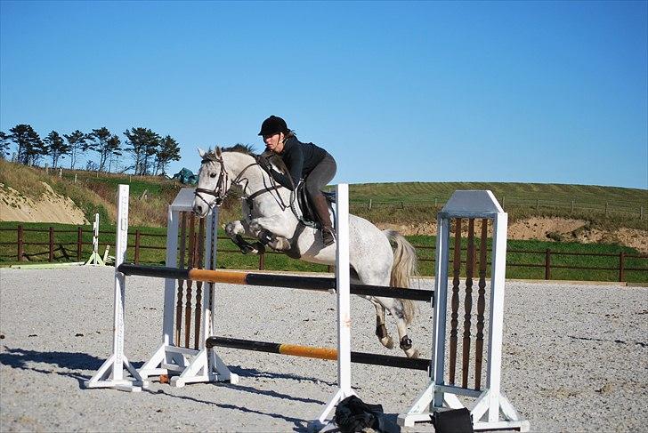 Irsk Sportspony Castlefarm BobCat.solgt billede 1