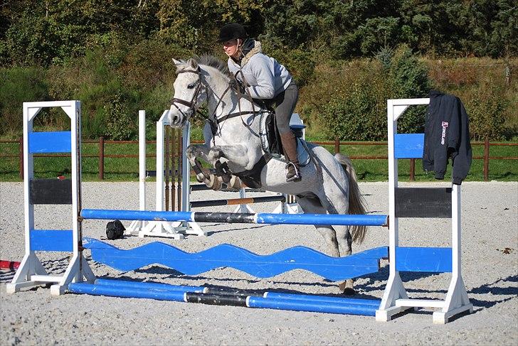 Irsk Sportspony Castlefarm BobCat.solgt billede 5