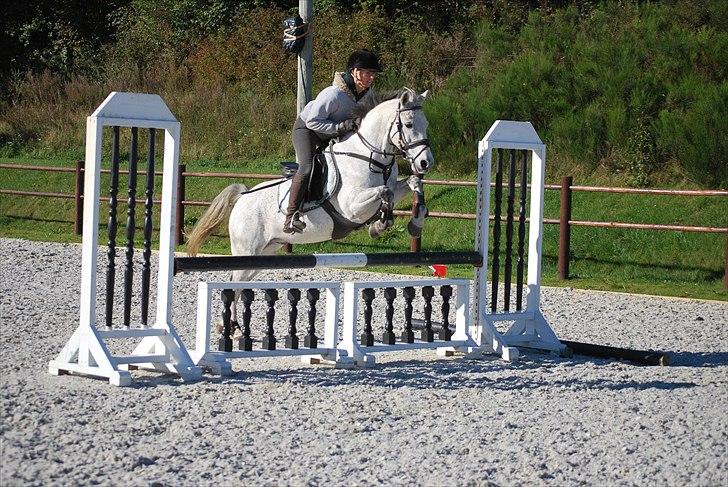 Irsk Sportspony Castlefarm BobCat.solgt billede 7