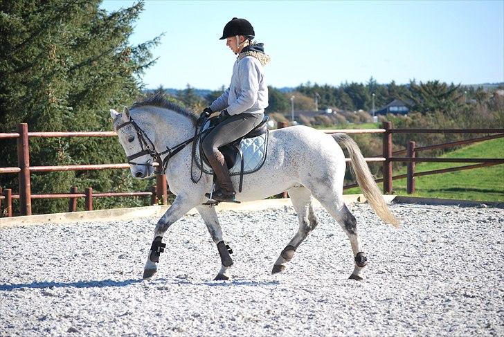 Irsk Sportspony Castlefarm BobCat.solgt billede 10