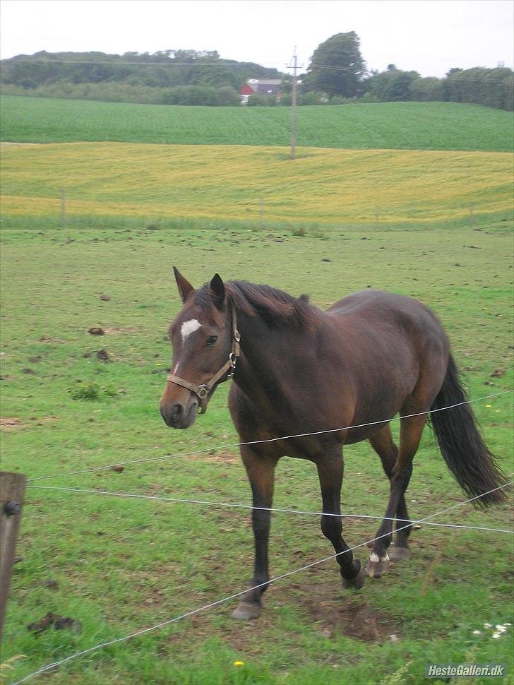 New Forest Havens Fianca R.I.P :`( billede 1