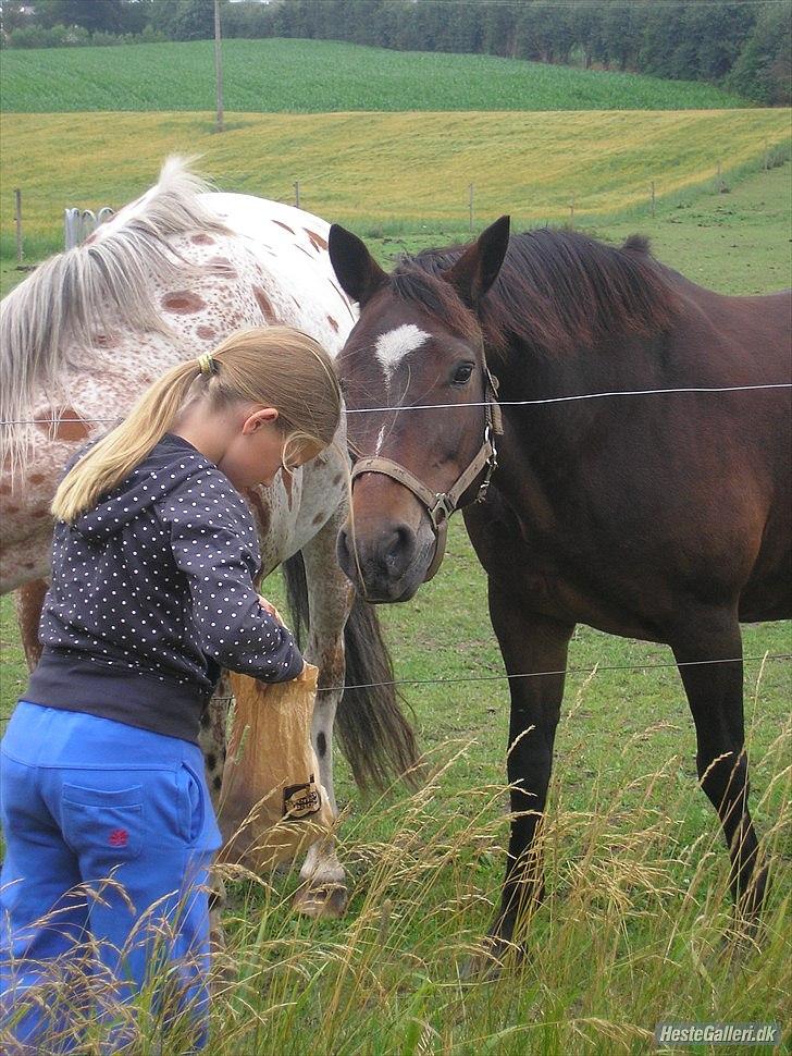 New Forest Havens Fianca R.I.P :`( billede 2