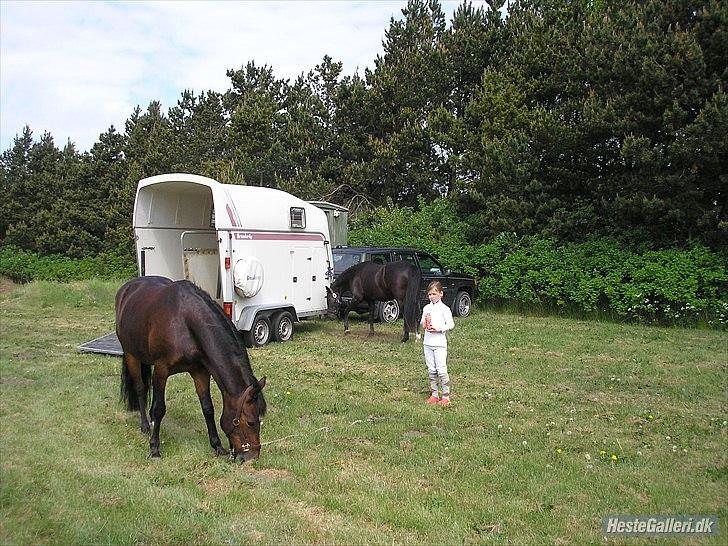 New Forest Havens Fianca R.I.P :`( billede 3