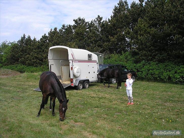 New Forest Havens Fianca R.I.P :`( billede 4