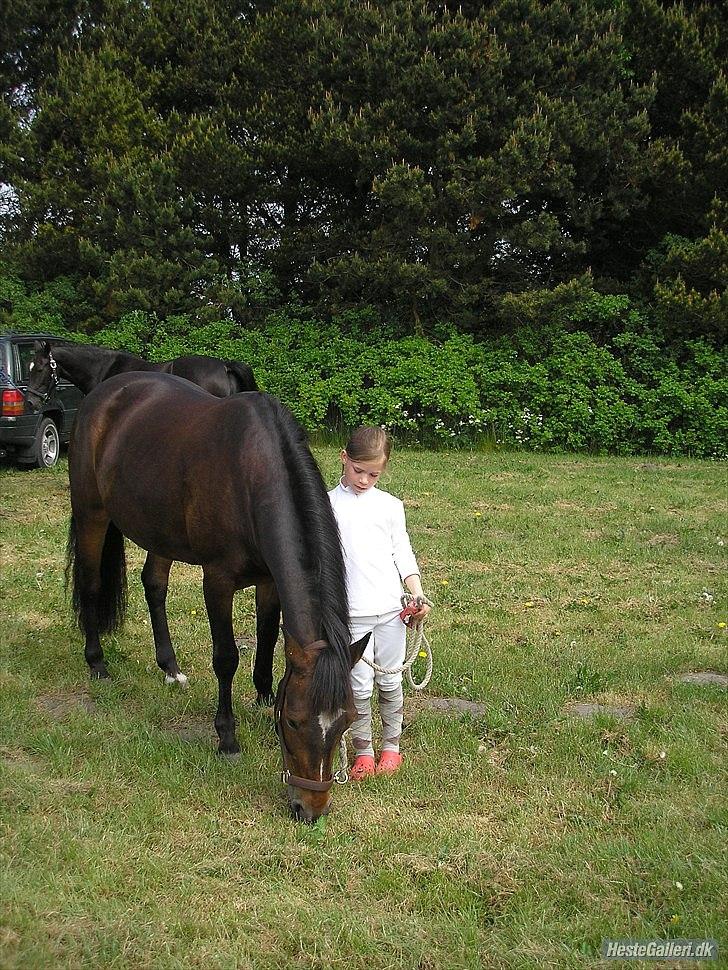 New Forest Havens Fianca R.I.P :`( billede 5